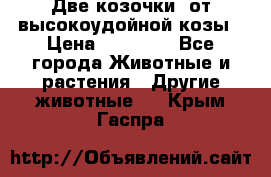 Две козочки  от высокоудойной козы › Цена ­ 20 000 - Все города Животные и растения » Другие животные   . Крым,Гаспра